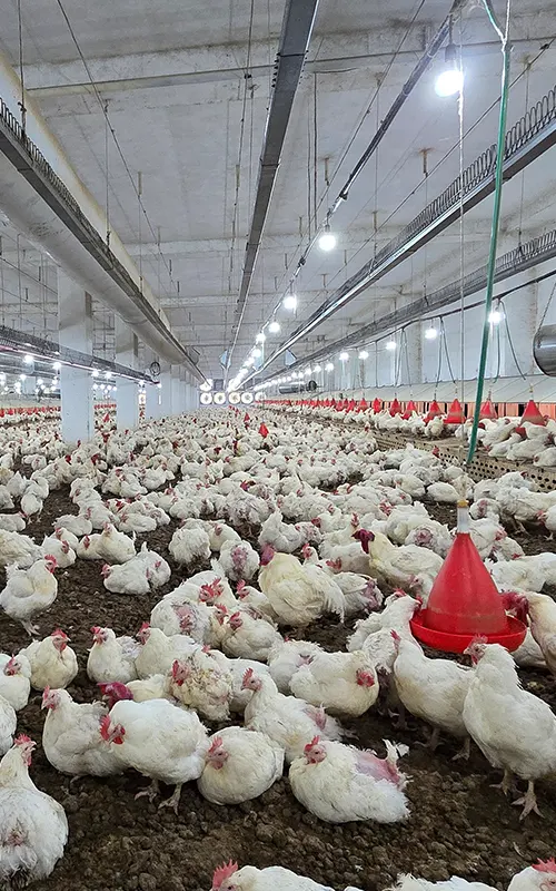 hope-poultry-kafes-ekipmanlari-aydinlatma-sistemleri-002