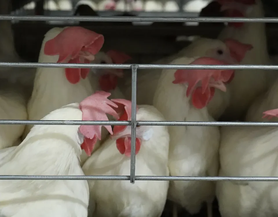 hope-poultry-kafes-ekipmanlari-hakkimizda-03