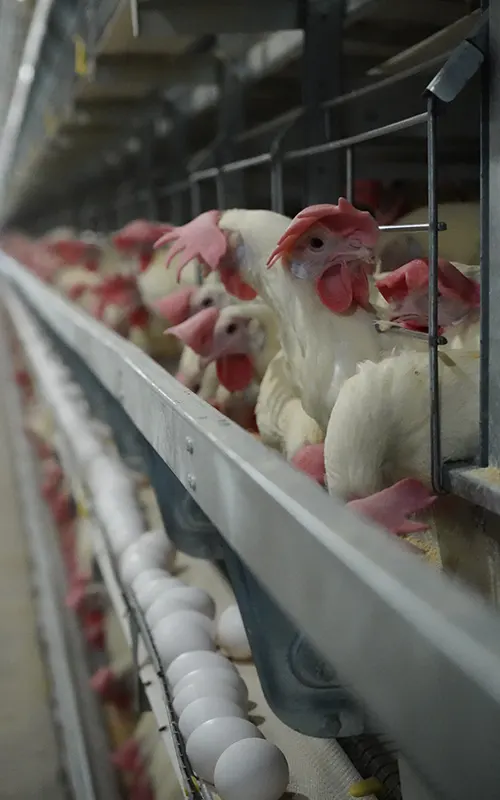 hope-poultry-kafes-ekipmanlari-yumurtaci-kafes-ekipmanlari-001