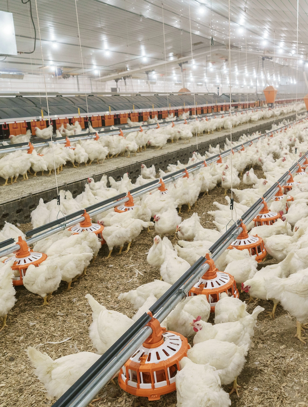 broiler-kafes-ekipmanlari-hope-poultry-hope-kafes-ekipmanlari-broiler-yemleme-sistemleri