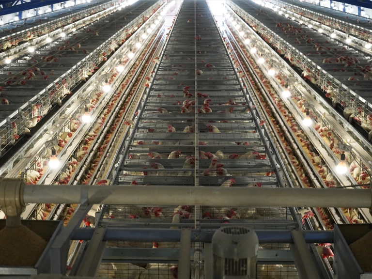 hope-poultry-kafes-ekipmanlari-yumurtaci-kafes-ekipmanlari-02